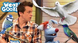 Wie fliegt ein Vogel? l WOOZLE GOOZLE