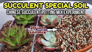 20 IN 1 CHINESE SUCCULENT POTTING MIX || Soil mix experiment • Succulent Care Tips 多肉植物 Suculentas