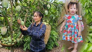 Harvesting Mango Garden Go To The Market Sell - Gardening, Taking care of pets | Lý Phúc An