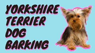 Yorkshire Terrier Dog Barking Sound Effect [ Yorkie Barking ]