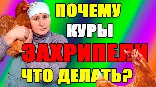 Почему куры ЗАХРИПЕЛИ. Как помочь нашим курам.