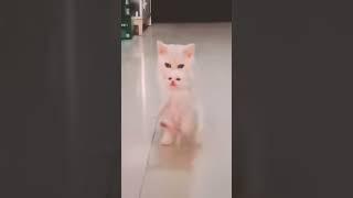 cat babys looks awesome | #shorts #ytshorts #cat