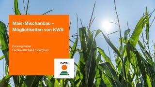 Mais-Mischanbau – Möglichkeiten von KWS