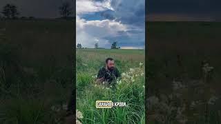 ЛУЧШИЙ ПРИРОДНЫЙ АНТИБИОТИК!#фитотерапия #диабет #иммунитет #таволга #лабазник #шортс  #фитоаптека