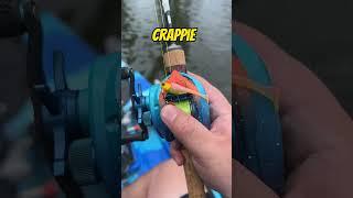 This BFS Reel LAUNCHES Crappie Baits!