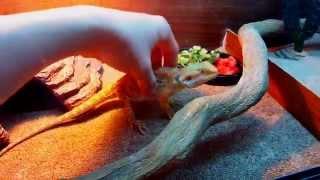 Террариум для бородатой агамы!(извиняюсь оговорился размер 80*40*40см) vivarium for breaded dragon!
