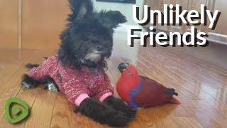 Unlikely friends: Parrot and dog share sweet moment for the camera