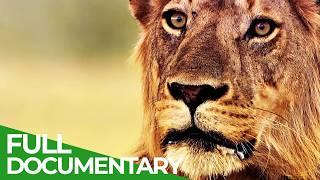 Lions Rule | Episode 3: Blood Rivals | Free Documentary Nature