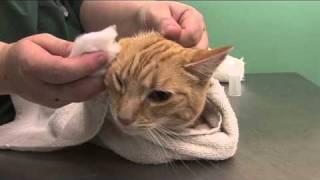 How to clean a cats ears