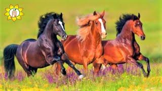 8 Hours of Beautiful Horses running in the Nature - Relaxing Music for Sleep, Work, Study, Spa