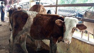 Tidak Ramai. Tapi ada Sapi harga 3 jutaan.