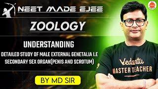 NEET Zoology 2025 | Understanding Male External Genitalia Explained | Penis and Scrotum | MD Sir