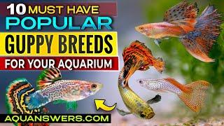 Top 10 Guppy Types for Aquarium Lovers – Beginner Guppy Care Guide!