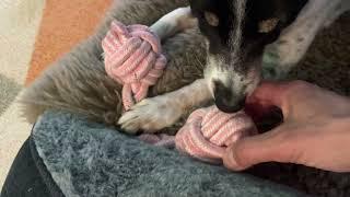 18/4/23 watch his paw moves, Senior dog 13 with heart murmur