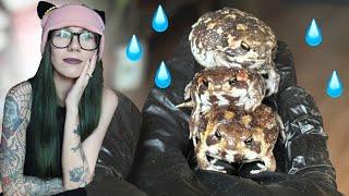 My experience with the *VIRAL RAIN FROGS* so far.. BIG UPDATE, Upgrade & what's working (for me)