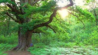 Nightfall in Ancient Oak Forest - Sababurg - Germany