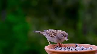 Beautiful birds video