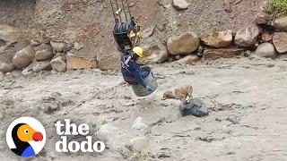 Dog Stranded In Raging River Rescued By Construction Workers | The Dodo