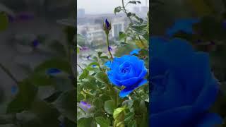 Beautiful  Blue Roses Plants satisfying video #short #satisfying