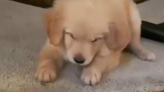 Puppy adorable plays with ice cube