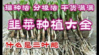 韭菜种植的方法 - 从韭菜种子播种到韭菜分根种植 干货满满