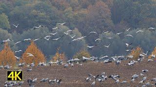 Wildes Brandenburg - Kraniche im Nationalpark Unteres Odertal