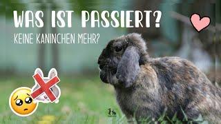 Was ist passiert? Keine Kaninchen mehr?  | Kaninchenstar