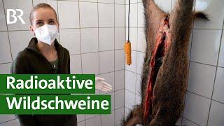 35 Jahre nach Tschernobyl - sind heimische Wildschweine noch verstrahlt? | Unser Land | BR