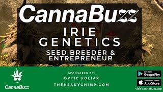 Cannabis Seed Breeding with Irie Genetics - Rasta Jeff on CannaBuzz LIVE