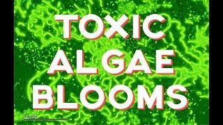 Toxic Algae Outbreaks- How toxic are they?