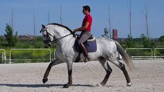 Iberian Horses - Dressage PRE and Lusitano horses