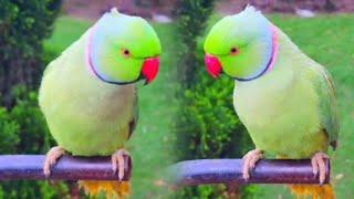 Ringneck parrot Talking video Tota ki video parrots sounds Mithu Tota ki video Bolnywalatota