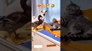 Try not to Laugh! || Funny dog || Funny Cat  #shorts #cat #dog #animals