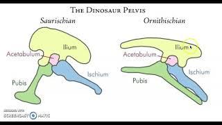 Screencast 2 - Ornithischian and Saurischian Dinosaurs