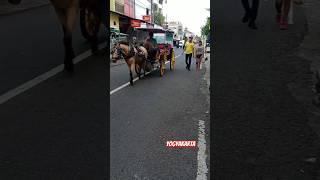 Kuda Delman Yogyakarta Wisata Malioboro #shorts #shortvideo #kudadelman #malioboro