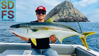 Coronado Islands Yellowtail White Seabass & Calico Bass | Freedom Boat Club | Flyline Sardine | SDFS