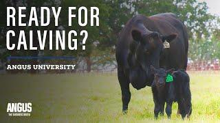 CALVING SEASON CHECKLIST | Tools and Strategies for Success - with Lindsay Waechter-Mead