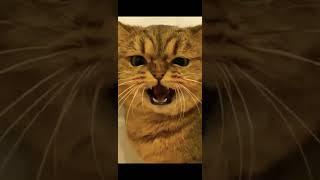 Cat VS Snake Funny Complication Cat singing aaaaaa song #shorts #viral #funedit #funny #cats #op