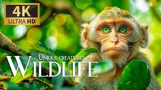 Unique Creatures Wildlife 4K  Discovery Relaxation Film with Smooth Relax Music & Nature Video