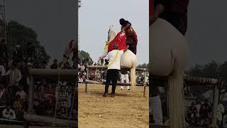 horse dance ###horselover ###viralvideo ###dancemusic ###dancesong