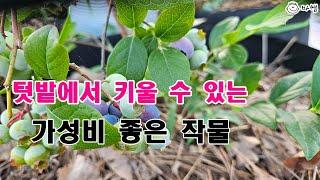 텃밭에서 키울 수 있는 가성비 좋은 작물