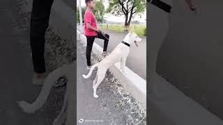 Zozo with harsh  #youtube #zozo lebard 