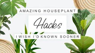 House Plant Care Tips For Beginners  Tips and Tricks For Indoor Plants 