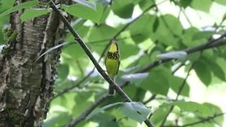 Canada Warbler, 2020-06