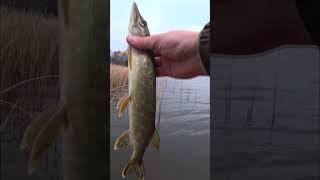 Отпускаем щуку #рыбалка #fishing #shortvideo