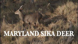 MARYLAND SIKA DEER HUNTING - THE GOOD OLD DAYS - SELF FILMED HUNT