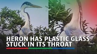 Heron has plastic glass struck in its throat | ABS-CBN News