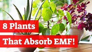 8 Indoor Plants That Absorb EMF | EMF Protection