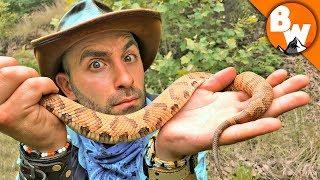 How Deadly is the Copperhead?!