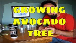 How to Grow an Avocado Tree